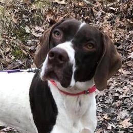 Isla - Pointer