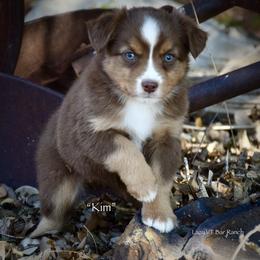 Kim - Red tri female Miniature Australian Shepherd puppy in Evant, Texas from Lazy VT Bar Ranch