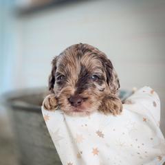 Nash - Merle male Double Doodle puppy in Cleveland, Tennessee from Edgewater Doodles & Designer Pups