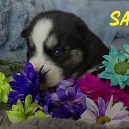 Sabre - Black and white female Siberian Husky puppy in Spring Hill, Florida from Whitmore Wolfpack LLC