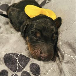 Miss Yellow Collar - Black and rust female Doberman Pinscher puppy in Poolville, Texas from Tx Pups