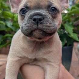 French Bulldog Puppies from BSGM Frenchies