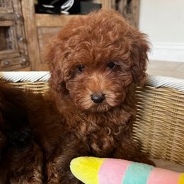 Rudy - Red male Cavapoo puppy in Los Angeles, California from Myles Barnum