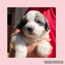 Light pink collar - White and badger female Great Pyrenees puppy in Mikado, Michigan from Brittain Family Farm