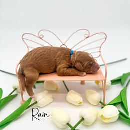 Rain - Red  male Goldendoodle puppy in Wooster, Ohio from Cynology Doodles