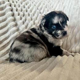 Splash - Blue merle female Miniature Australian Shepherd puppy in New Hampton, Iowa from Full River Australian Shepherds