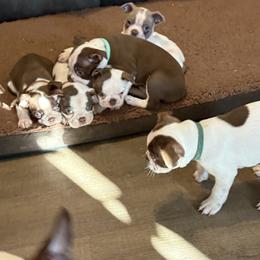 Boy green - Seal and white male Boston Terrier puppy in Taylorsville, North Carolina from Jessica's Boston Terriers