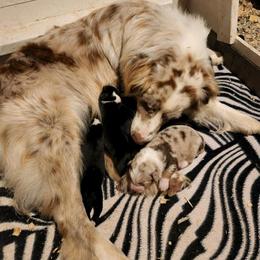 Miniature Australian Shepherd Puppies from Broken T Australian Shepherds
