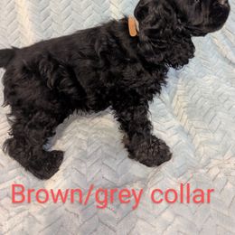 Cocker Spaniel Puppies from Midnight Cockers