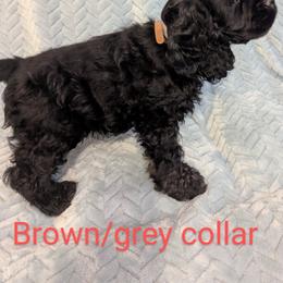 Cocker Spaniel Puppies from Midnight Cockers