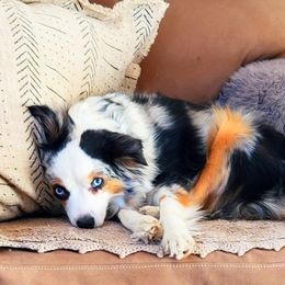 Miniature American Shepherds, Miniature Australian Shepherds, and Toy Australian Shepherds from Panhandle Australian Shepherds