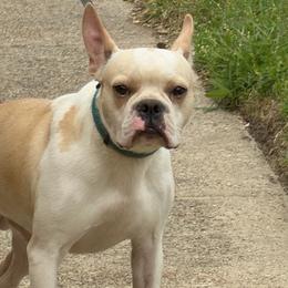 Zeus - Boston Terrier