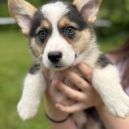 Red - Sable male Pembroke Welsh Corgi puppy in Sturgis, Michigan from Eberle's Pembroke Welsh Corgis