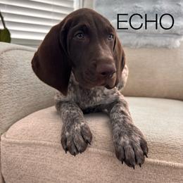 Echo - Liver and white male German Shorthaired Pointer puppy in Charleston, South Carolina from Buck GSP