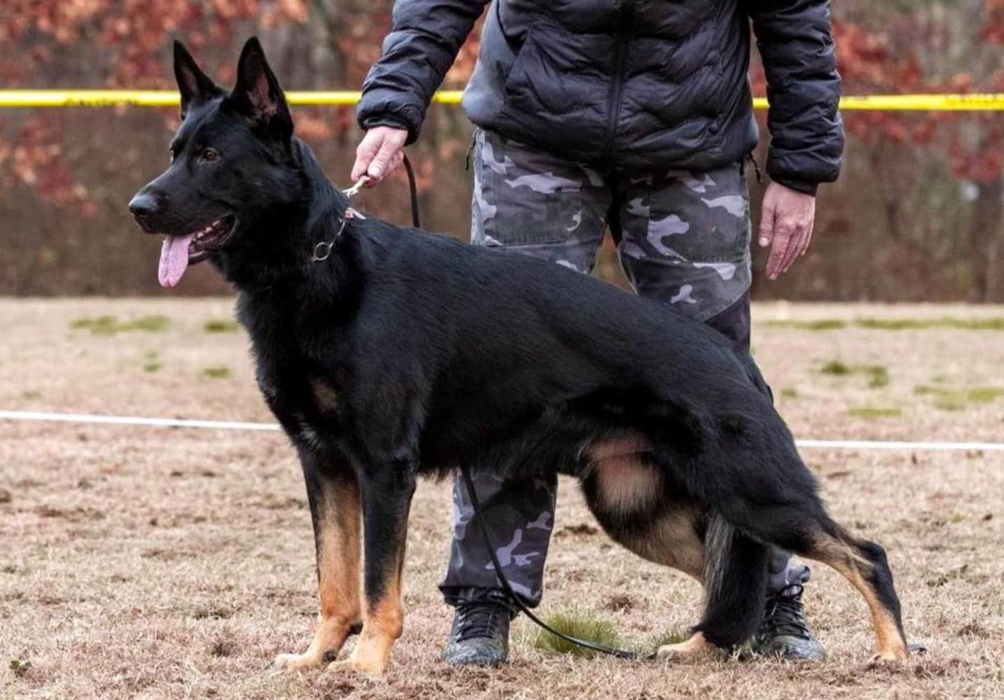 Otto