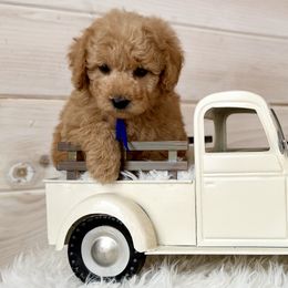 Bernedoodles, Cavapoos, and Poodles from Dumaw Creeks Pups