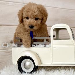 Bernedoodles, Cavapoos, and Poodles from Dumaw Creeks Pups