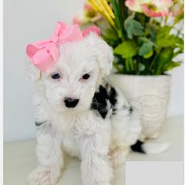Hera - White female Sheepadoodle puppy in Spokane, Washington from Downriver Doodles
