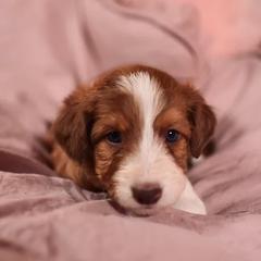 Bernedoodle, Bordoodle, and Golden Retriever Puppies from Golden Light Puppies