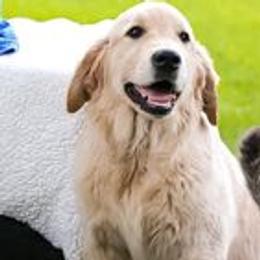Golden Retrievers and Pembroke Welsh Corgis from Victorious Kennels
