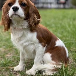 Bernese Mountain Dog and Cavalier King Charles Spaniel All Grown Up from Kiss A Doodlez