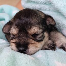 Tugger - Salt and pepper male Miniature Schnauzer puppy in Daisetta, Texas from Winfree’s Schnauzers