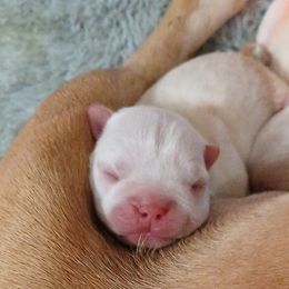 Boston Terriers from Beth Long's Boston Terriers