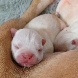 Boston Terriers from Beth Long's Boston Terriers