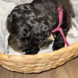 Cockapoo Puppies from Angie’s Cockapoos