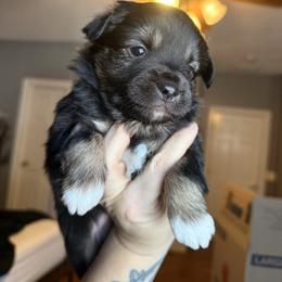 Mojo jojo - Black tri male Miniature Australian Shepherd puppy in Buchanan, Georgia from Stanleyville Farm Mini Aussies