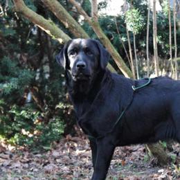 Maggie - Labrador Retriever