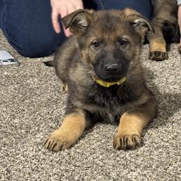 Yellow Collar - Sable female German Shepherd puppy in Willington, Connecticut from Wertvoll German Shepherds