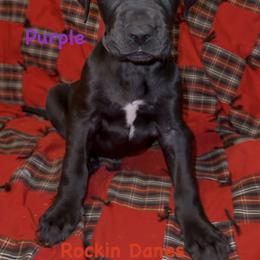 Female - Black female Great Dane puppy in North Branford, Connecticut from Rockin' Danes