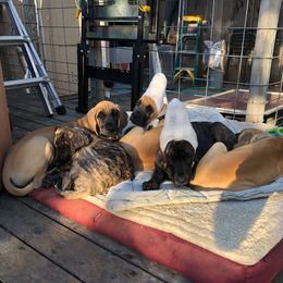 Great Dane Puppies from Paxton Great Danes
