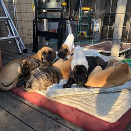 Great Dane Puppies from Paxton Great Danes