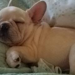 French Bulldog Puppies from Bay River French Bulldogs
