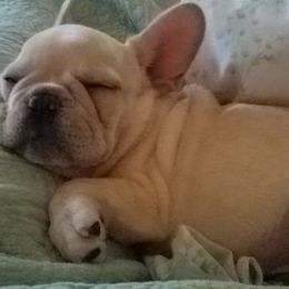 French Bulldog Puppies from Bay River French Bulldogs
