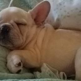 French Bulldog Puppies from Bay River French Bulldogs