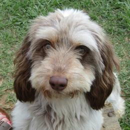 CoCo - Dachshund