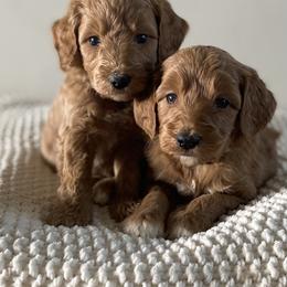 Bernedoodle, Goldendoodle, and Poodle Puppies from Central Valley Canine Companions