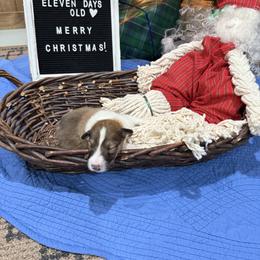 Bradford - Sable and white male Collie puppy in Beaver, Oklahoma from Lawson’s Lassies