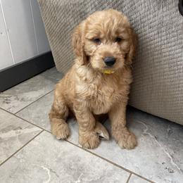 Boy 2 - male Goldendoodle puppy in Sugarcreek, Ohio from True Hearted Doodles
