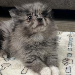 Merle female - Blue merle female Pomeranian puppy in Melbourne, Florida from Britt's Poms