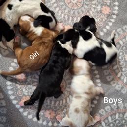 Hudson - Black brown and white male Basset Hound puppy in Mack's Creek, Missouri from Mack's Creek Basset Hounds