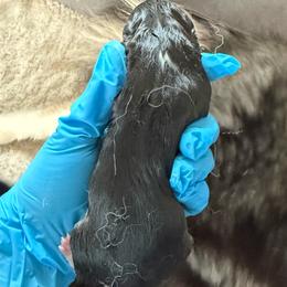 Girl 4 - Black and white female Pomsky puppy in West Sacramento, California from Pinkie's Pomskies