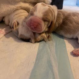 Basset Hound Puppies from Peach Blossom Bassets