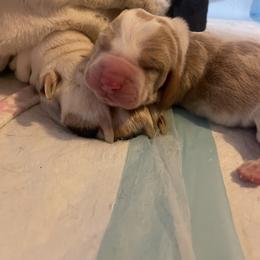 Basset Hound Puppies from Peach Blossom Bassets