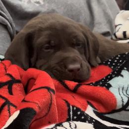 Labrador Retriever Puppies from Fetchmoore’s Labrador Retrievers
