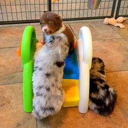 Australian Shepherd Puppies from Great Spirit Aussies