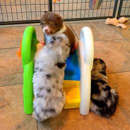 Australian Shepherd Puppies from Great Spirit Aussies